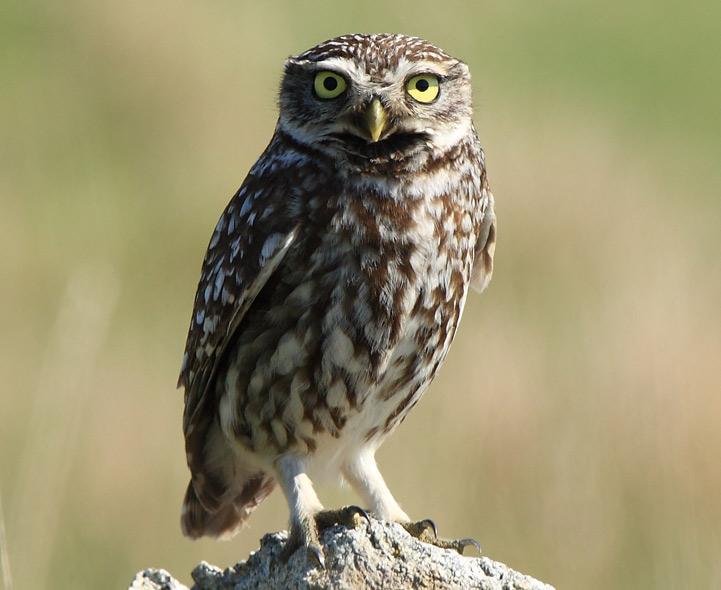 Little-Owl-B.jpg