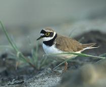 Little-Ringed-Plover-B.jpg