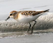 Little-Stint-B.jpg