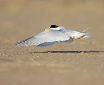 Little-Tern-B.jpg