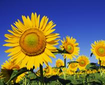 Living-Things-2-s.jpg