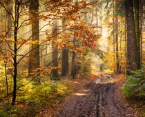 Living-in-a-Wood-1-s.jpg