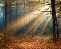 Living-in-a-Wood-10-s.jpg