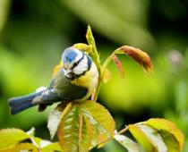 Living-in-a-Wood-2-s.jpg