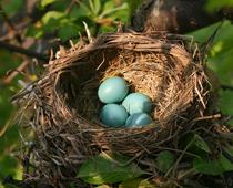 Living-in-a-Wood-3-s.jpg