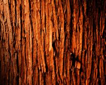 Living-in-a-Wood-4-s.jpg