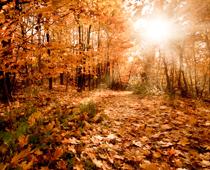 Living-in-a-Wood-5-s.jpg