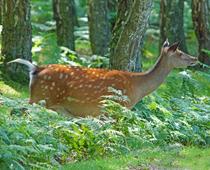 Living-in-a-Wood-6-s.jpg