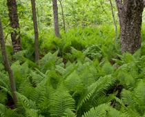 Living-in-a-Wood-7-s.jpg