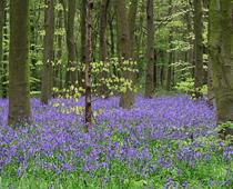Living-in-a-Wood-8-s.jpg