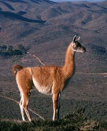 Llama-B.jpg