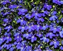 Lobelia-B.jpg