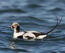 Long-tailed-Duck-B.jpg