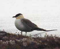 Long-tailed-Skua-B.jpg