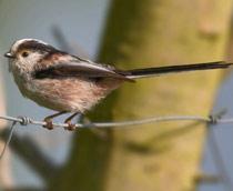 Long-tailed-Tit-B.jpg