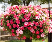 Looking-after-plants-1-s.jpg