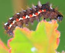 Looking-after-plants-10-s.jpg