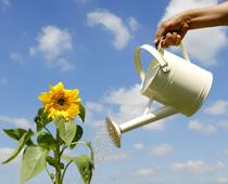 Looking-after-plants-2-s.jpg