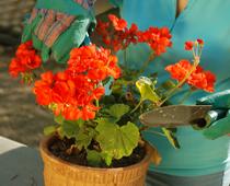 Looking-after-plants-4-s.jpg