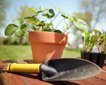 Looking-after-plants-5-s.jpg