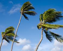 Lost-Palm-B.jpg