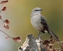 Lottery-mockingbird-B.jpg