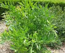 Lovage-B.jpg