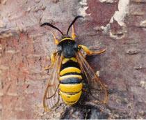 Lunar-Hornet-Moth-B.jpg