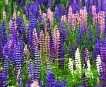 Lupinus-B.jpg