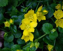 Lysimachia-B.jpg
