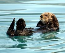 Magic-I-otter-B.jpg