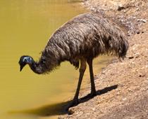 Magic-O-emu-B.jpg