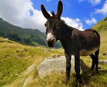 Magic-U-donkey-B.jpg
