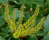 Mahonia-B.jpg