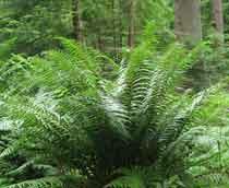 Male-Fern-B.jpg