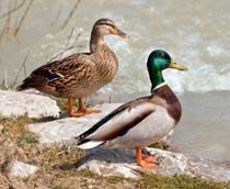 Mallard-B.jpg