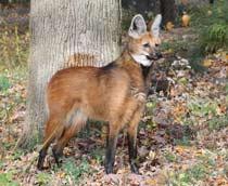 Maned-wolf-B.jpg