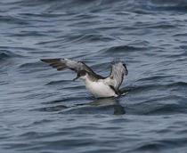 Manx-Shearwater-B.jpg