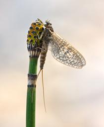 March-brown-mayfly-B.jpg