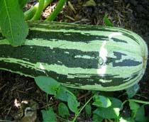 Marrow-B.jpg