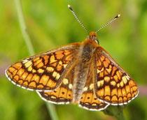 Marsh-Fritillary-B.jpg