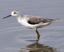 Marsh-Sandpiper-B.jpg