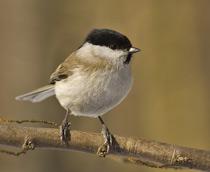 Marsh-Tit-B.jpg