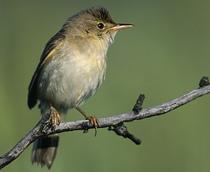 Marsh-Warbler-B.jpg