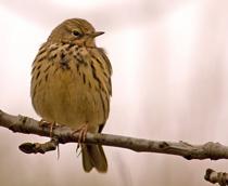 Meadow-Pipit-B.jpg