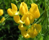 Meadow-Vetchling-B.jpg