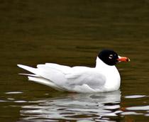 Mediterranean-Gull-B.jpg