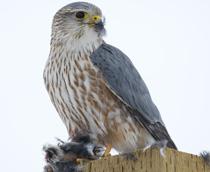 Merlin-B.jpg