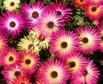 Mesembryanthemum-B.jpg