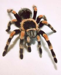 Mexican-red-knee-tarantula-B.jpg